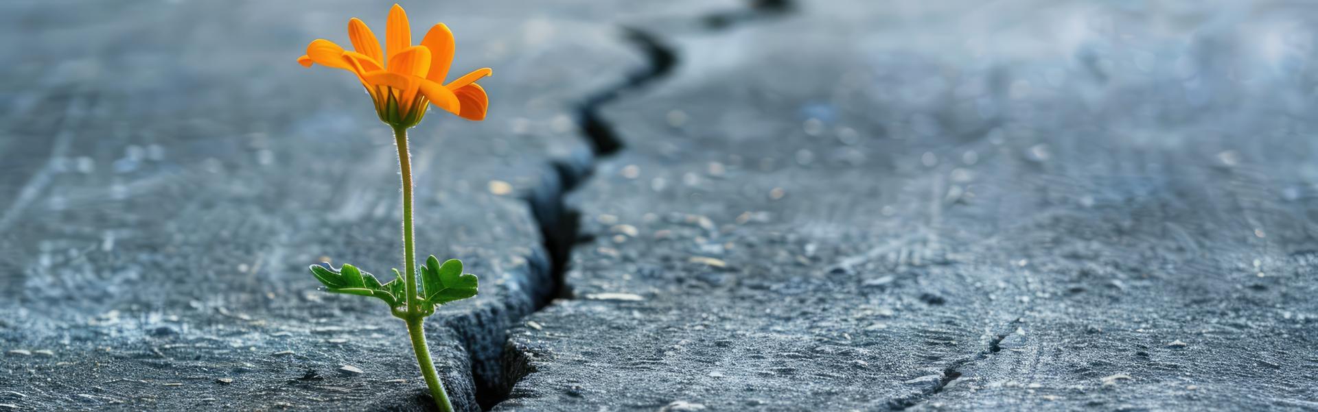 Sujet_Austrian_GRC_Day_2026 eine orange Blume wächst durch einen Spalt im Betonboden
